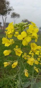 Mustard plant!! thumbnail