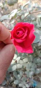 🌹My Flower Photography🌺 thumbnail