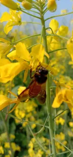 Bee photography on mustered  flowers! thumbnail