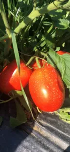 Do you know about an essential fruit (tomato) that is used as vegetable!!
 thumbnail