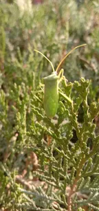 Green fly beetle beauty!! thumbnail