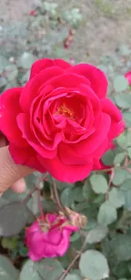 Lovely rose! thumbnail