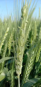 A Wheat Crop! thumbnail