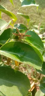 Brown butterfly in its early age!!! thumbnail