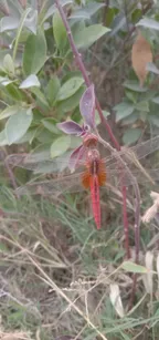 A colorful dragonfly is taking rest!! thumbnail