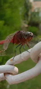 Knowledge About Dragonfly, Close View. thumbnail