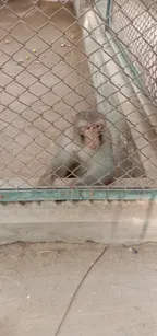 Monkeys in sad mood in  cages. thumbnail