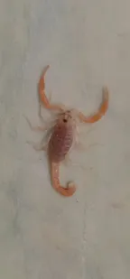 Scorpion in our area, it is poisonous and dangerous!!! thumbnail