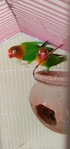 Beautiful pet parrots in cages!! thumbnail