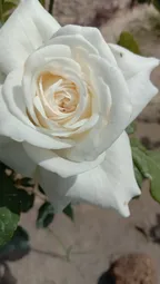 A very beautiful white rose in my courtyard. thumbnail