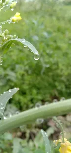 Dew drops on leaves!!! thumbnail