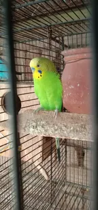 Colorful parrots are kept at home!! thumbnail