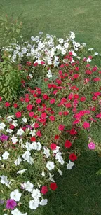 Beauty of flowers that bloom in yards. thumbnail