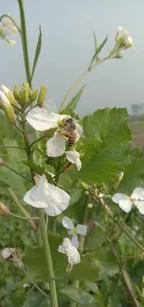 Walk in field thumbnail