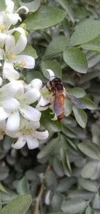 Honey Bees Are Collecting Nectar For Hive. thumbnail