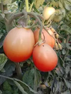 Tomato gardening! thumbnail