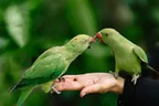 Love The Birds!  [ENG/ESP] thumbnail