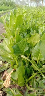 Visiting a fresh vegetables farm thumbnail