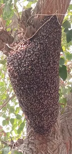 Hive bee on a tree in our school. thumbnail