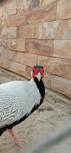 Beautiful Peacocks In Park For Enjoying People. thumbnail