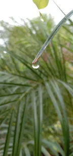 Morning Walk With Dew Drops On Green Leaves. thumbnail